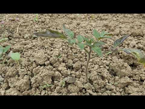 Video: Trajtimi i domateve jugore - Si të rregulloni bimët e domates me sëmundjen jugore