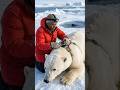 Polar Bear Seal Hunt 🐻❄️❄️ | Ultra Realistic Arctic POV Wildlife Documentary #viralvideo #yt #short