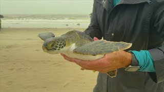 Hundreds of cold-stunned sea turtles released back into the gulf