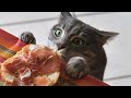 Смешные видео с животными! Видео приколы с котиками и собаками 2023 №18