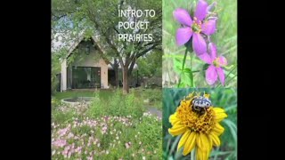 Details Intro to Pocket Prairies News