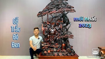 Gỗ trắc tượng Phật di lặc cây tùng to mới nhất năm 2023