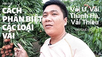 Hướng dẫn cách phân biệt 3 loại Vải ở Lục Ngạn /Hậu quê vlog.