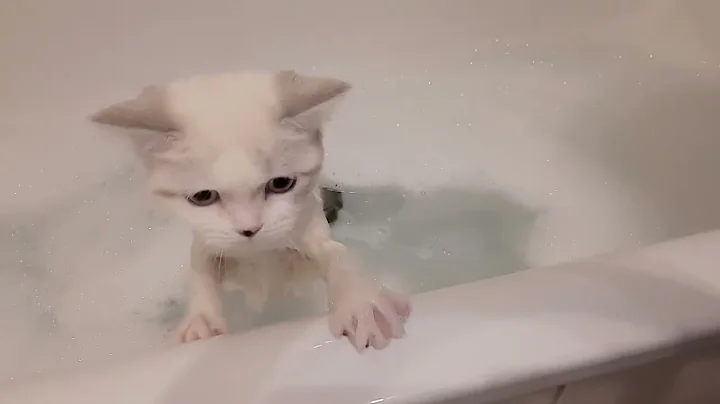 Video 10581451: cat bathing pets, cat bathing animation