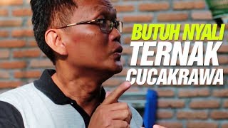 Ternak Cucakrawa#3👍👍Pak Yayit Berbagi Cara Mudah Dan Sederhana Ternak  Cucakrawa Untuk Pemula