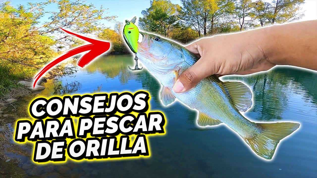 CONSEJOS para pescar LOBINAS DE ORILLA