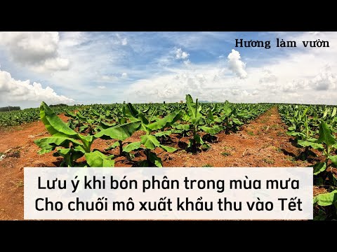 Chuối mô xuất khẩu | Một số lưu ý khi bón phân cho cây chuối trong mùa mưa để không mất tiền oan