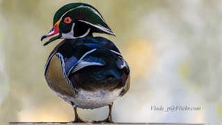 Wood Ducks mating rituals. Sony A9ii, 200-600mm F6.3. 1.4z teleconverter