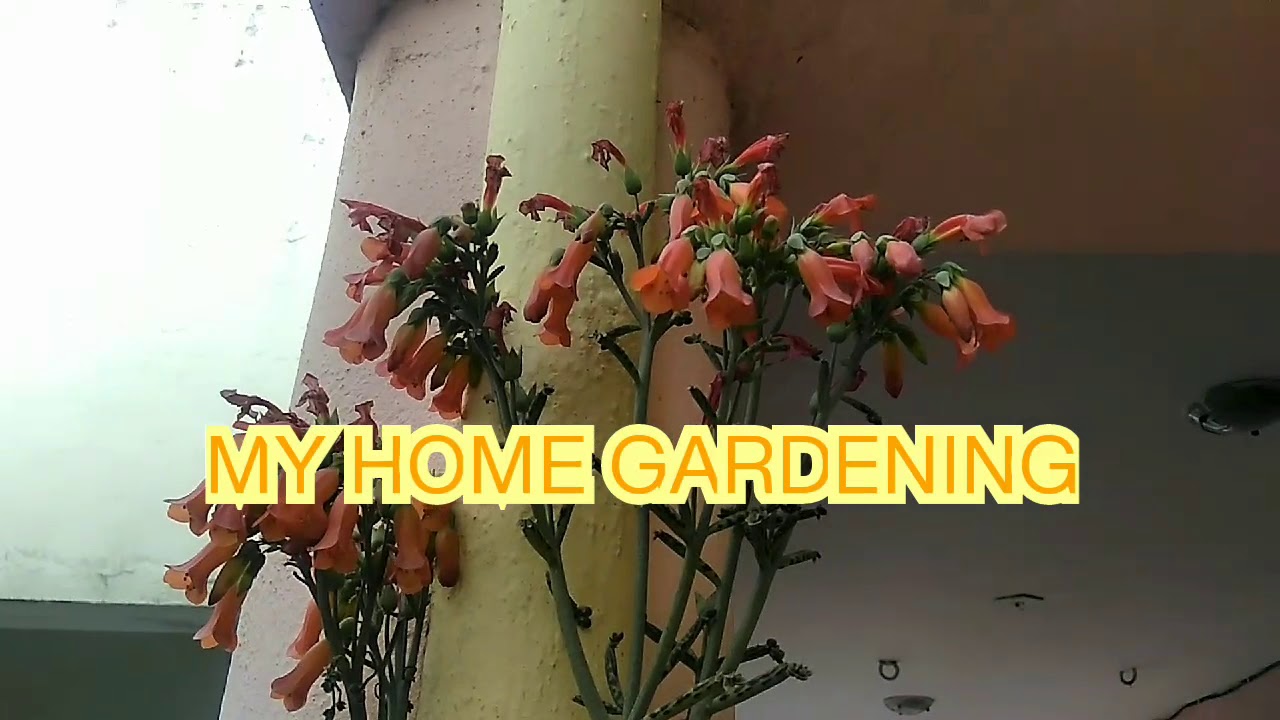 How to grow Mother of thousand plant - YouTube