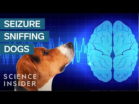 How Dogs Sniff Out Seizures
