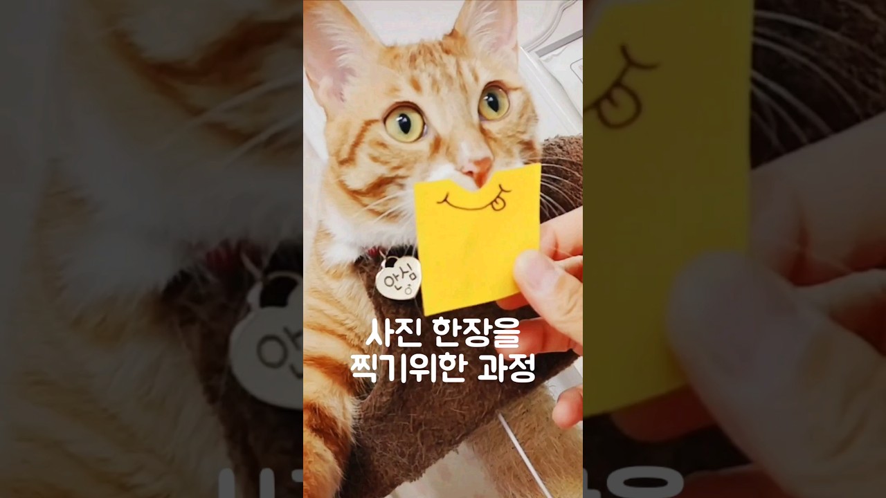 메롱 고양이 사진 찍기 (안심) - YouTube