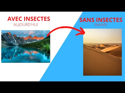 Vidéo: Je Déteste Les Insectes. Mais Voici Pourquoi J'ai Essayé Les Aliments à Base D'insectes