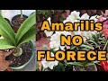 Mi AMARILIS NO FLORECE Solo Saca HOJAS (AZUCENAS LIRIO Hippeastrum amarillys)