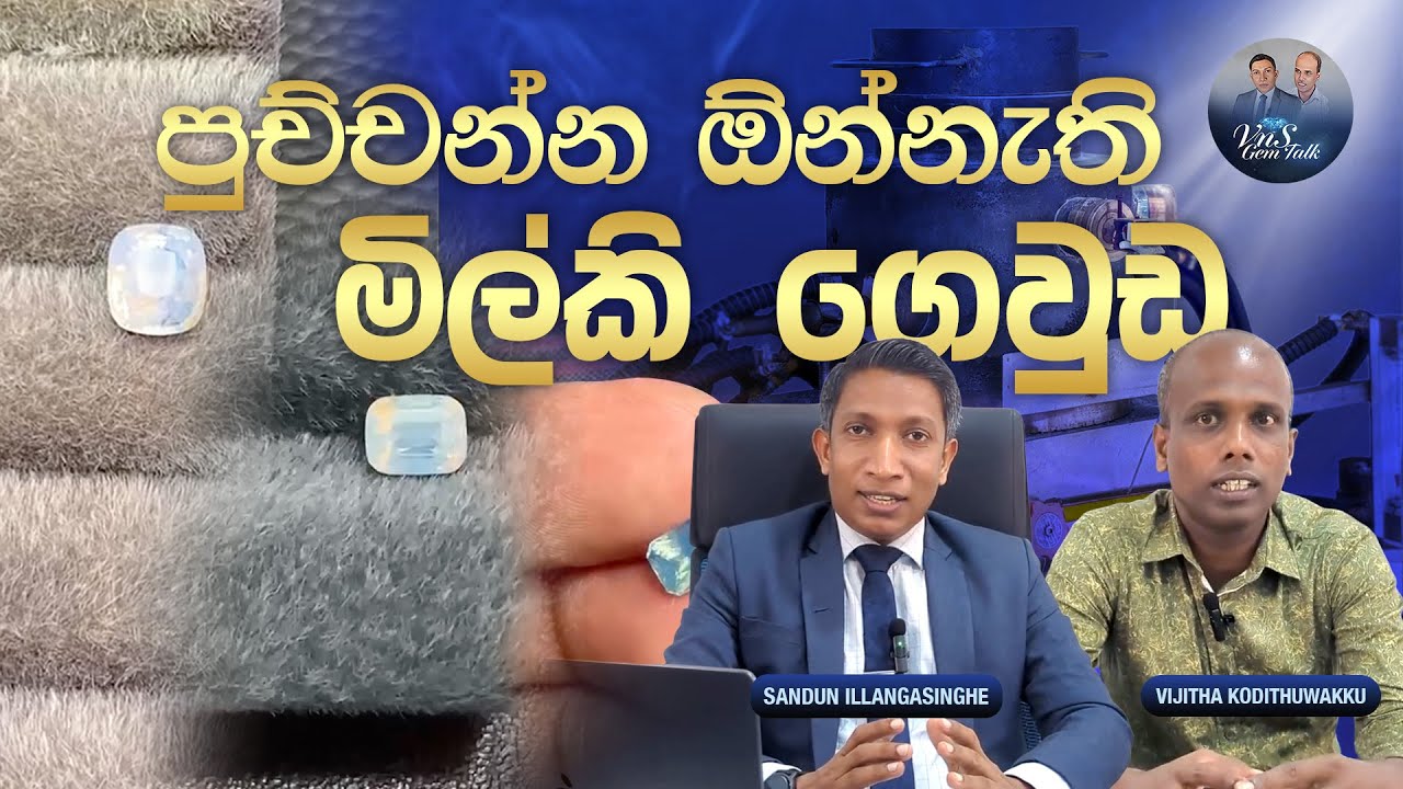 තාප පිරියම් නොකර මිල්කි ගෙවුඩවලින් මුදල් උපයන අලුත් සෆයර් වර්ගය