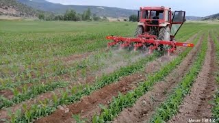 Misir Ara Çapasi Ve Boğaz Dolgusu Nasil Yapilir ???