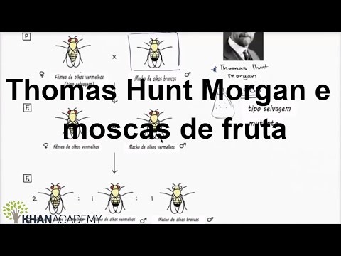 Vídeo: Como Thomas Hunt Morgan descobriu sobre os cromossomos?