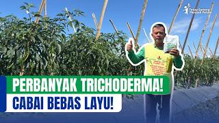 Strengthen Plant Biological Agents Safely and Controlled! Trichoderma Solution to Prevent Wilt!