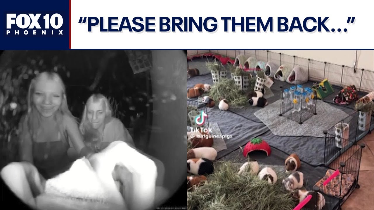 Dozens of guinea pigs stolen in Tucson area | FOX 10 Phoenix - YouTube