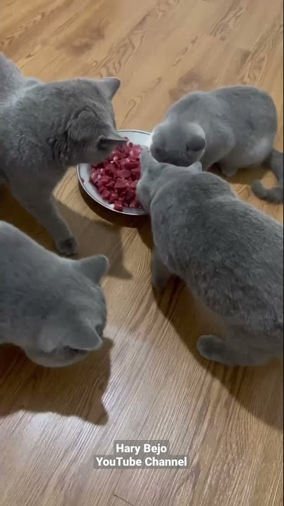 kucing abu abu bermain