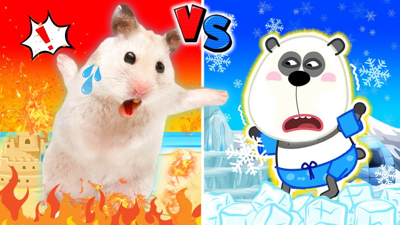 Stop, Hamster! Hamster and Hot vs Cold Challenge 🐹 Funny Cartoon Love Hamster
