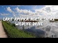 Lake Apopka North Shore Wildlife Drive in Florida (See alligators and birds just north of Orlando)