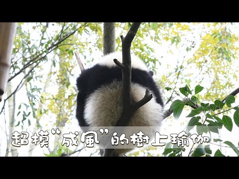 《熊貓早晚安》超模“成風”的樹上瑜伽 | iPanda熊貓頻道