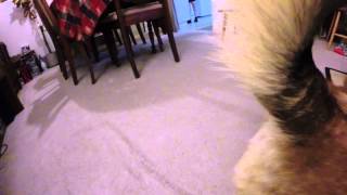Broading corgi eating his dinner