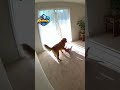 This Golden Retriever is a Literal Guardian Angel! 🐕😇