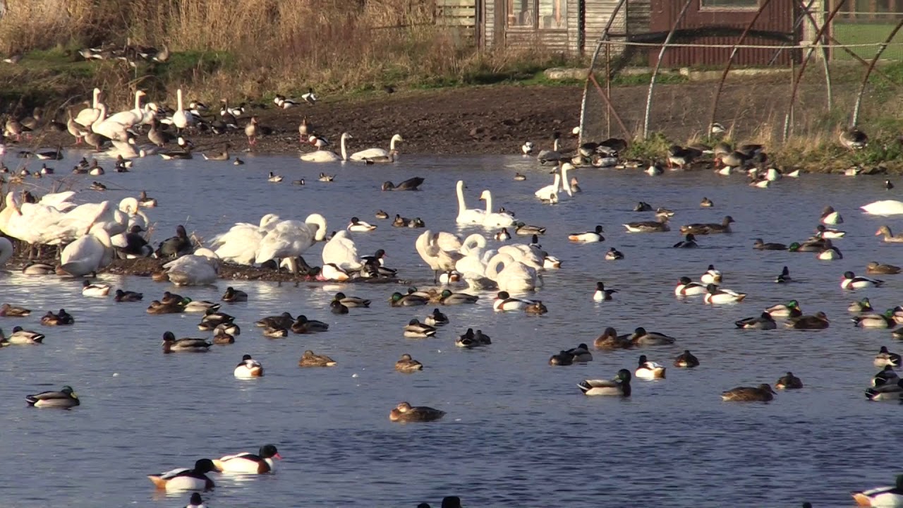 gardeners supply catalog Waterfowl at Martin Mere