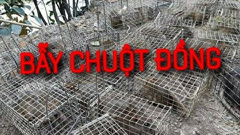 Tập 102: Bẫy chuột đồng mùa nước nổi. Bán bẫy chuột, bán bẫy sóc,bán bẫy rắn. Sdt 0936059090