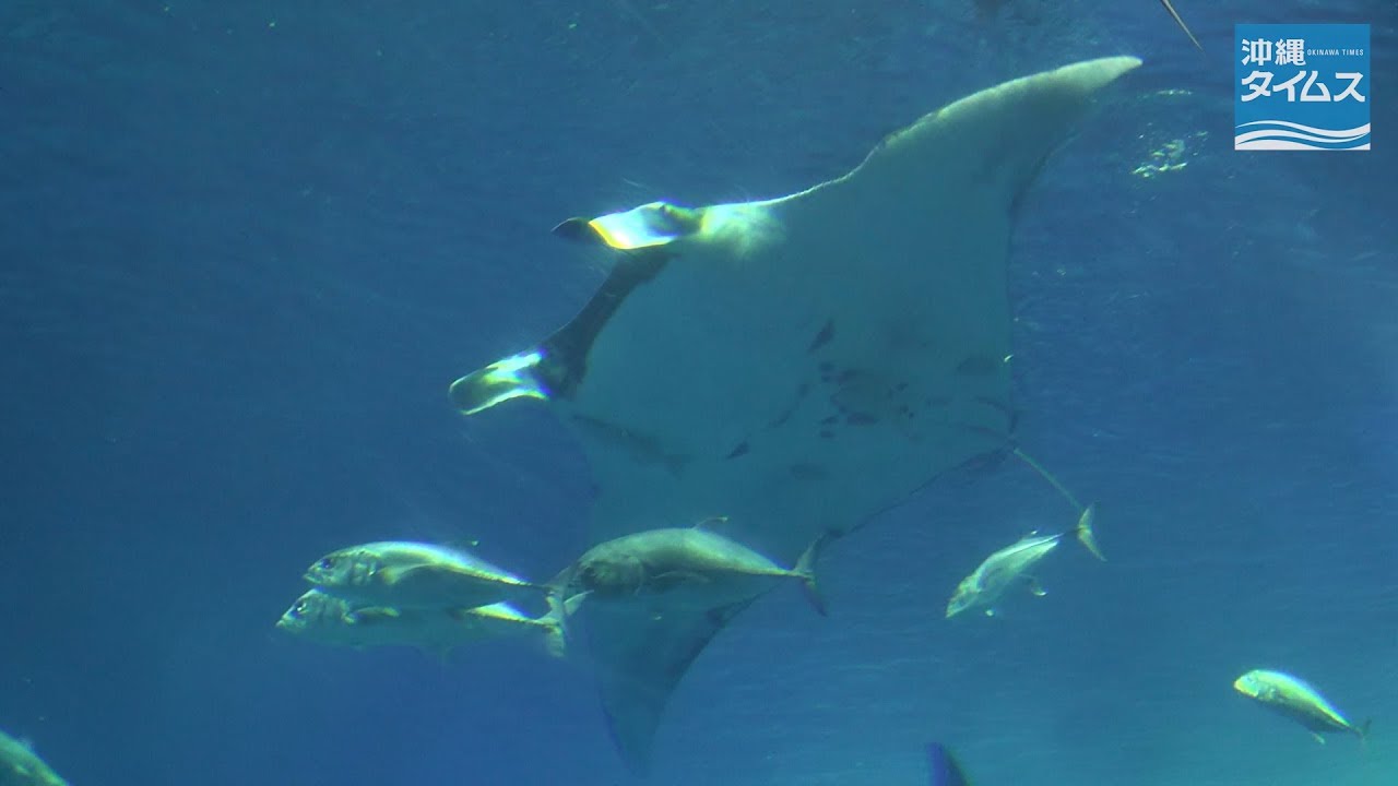 世界最大のエイ 世界で初飼育 沖縄美ら海水族館にジャイアントマンタ Youtube