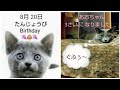 たんじょうび 😺🎉 3さい (3rd Birthday) (ロシアンブルー RussianBlue)
