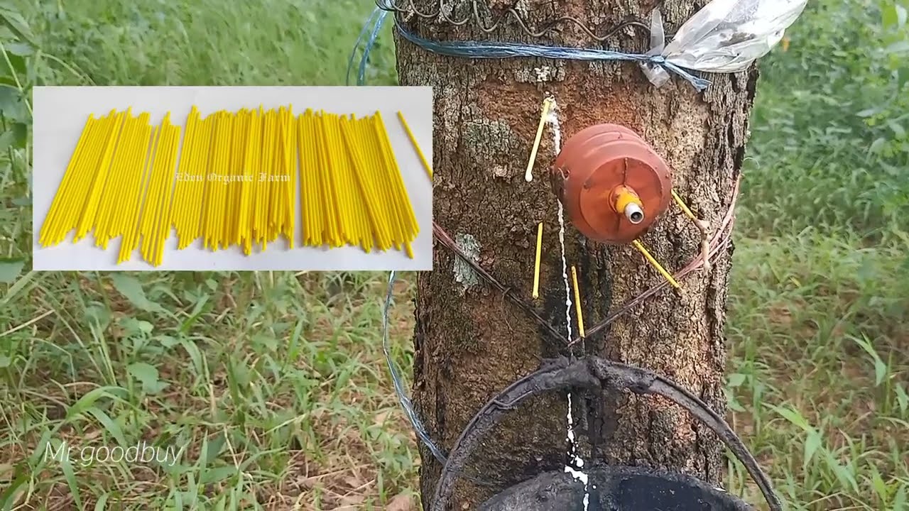 วิธีเจาะยางพาราดีไหม? เจาะยางดีอย่างไร?