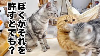 クロくんの目の前で茶々パパがあいちゃんにちょっかいを出しちゃったら... #猫の喧嘩 #マンチカン