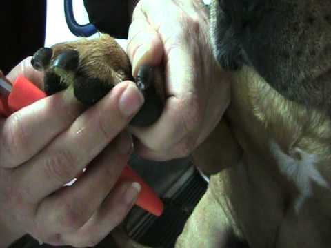 How to find the quick, and clip nails; how to dremel black nails on a large dog 2010.MOD