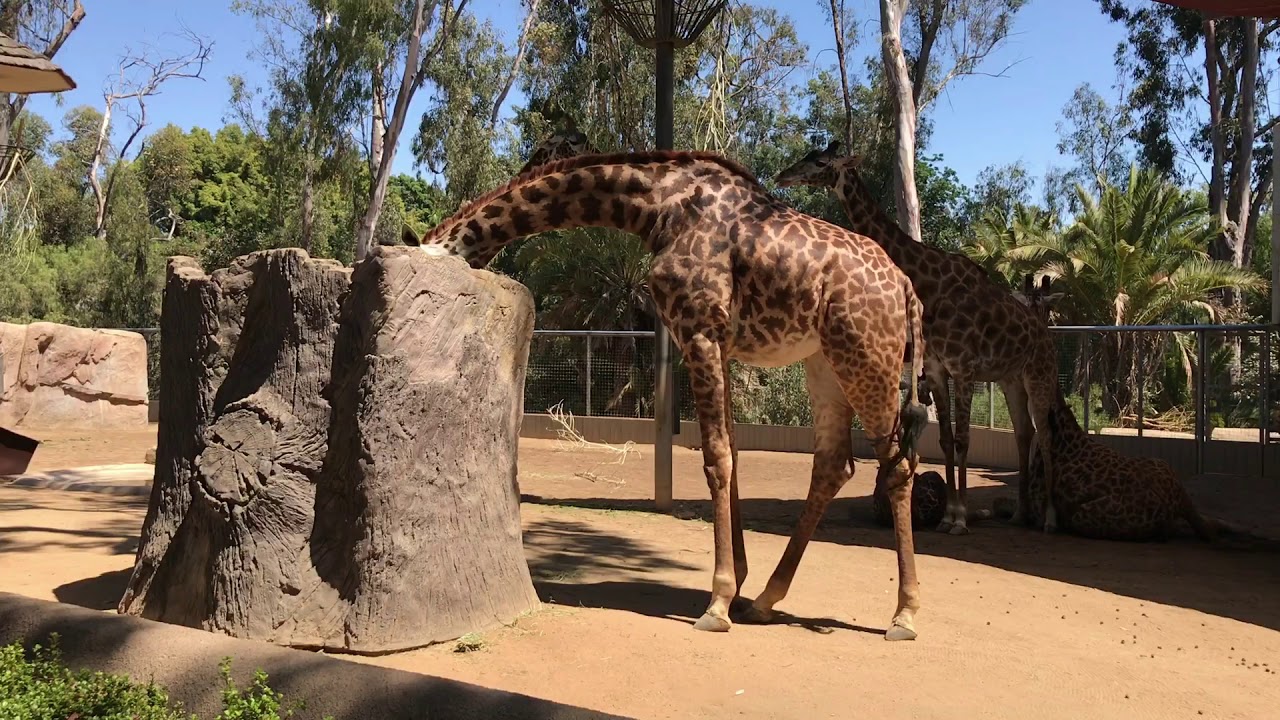 Зоопарк в сан диего Зоопарк в сан диего