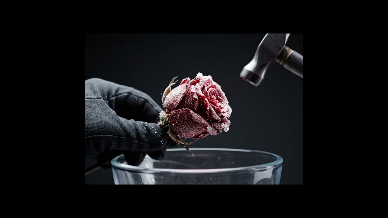 What Happens When You Freeze a Rose in Liquid Nitrogen? 🥶🌹