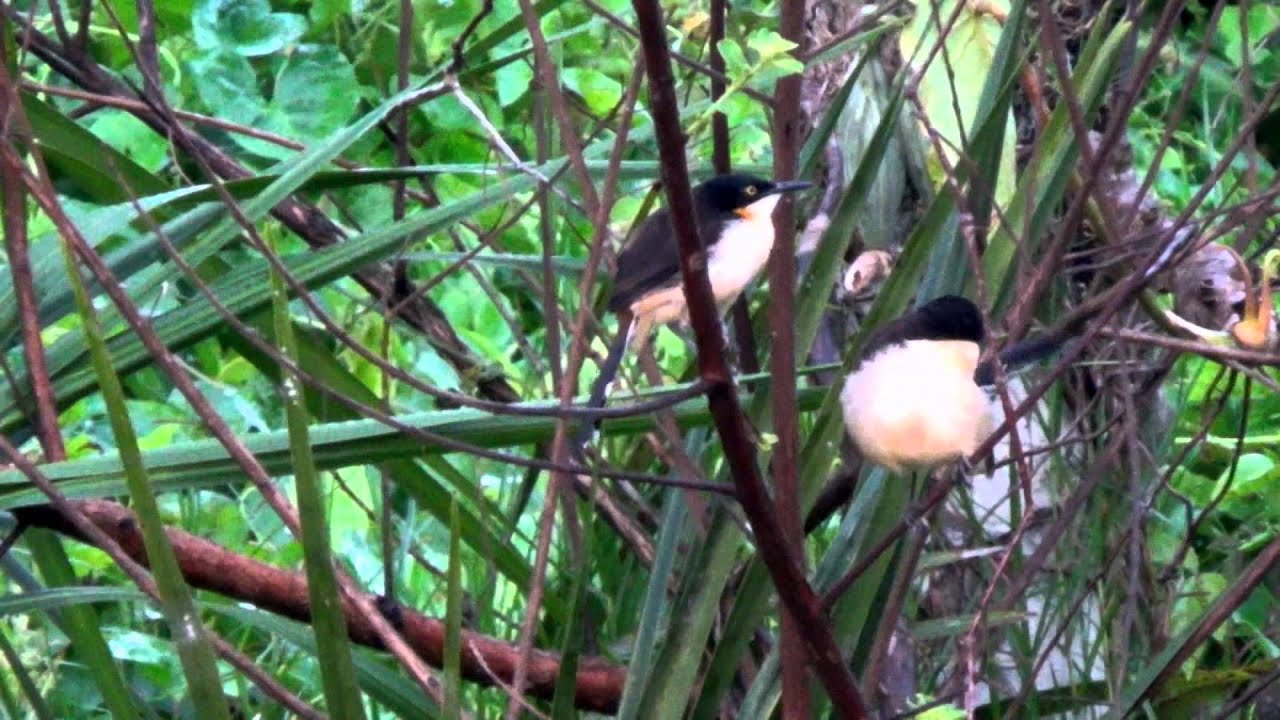 Songbirds, Black-capped Donacobius, Donacobius atricapilla 
