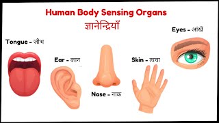 Body Sensing Organs - Skin, Eyes, Nose, Ear, Tongue ज्ञानेन्द्रियाँ - नाक, कान, आंखें, जीभ, त्वचा