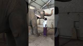 #Elephant Shorts | #Elephant | #Animal #animals #animalshorts #shorts #short #viral  #elephants