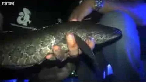 Snakehead fish: Can invasive species be eaten out of existence?