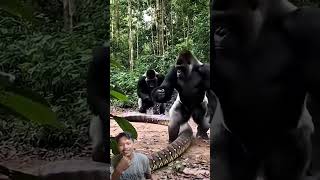 ular piton ini gagal makan besar gara" salah pilih mangsa #golra #ularbesar