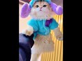 مياو والملابس الجديدة😹😻 #لايك #cat