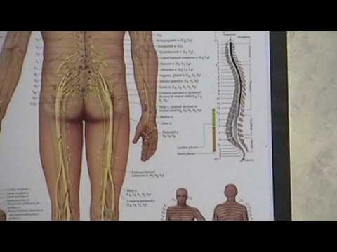 Sciatica - Sciatic Nerve Pain. Troy, Ohio OH Chiro...