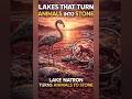 🗿 A lake in Tanzania can turn animals into stone! #facts #viral #viralvideo Tanzania