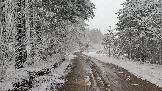 Выпал снег в конце апреля. Весенний лес.