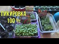 Пучковой способ пикировки земляники! 2022