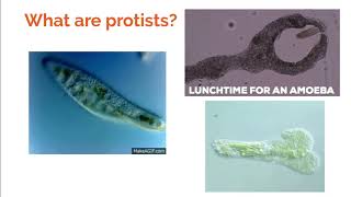 Characteristics of Protists (Animal, Plant, and Fungus-Like)