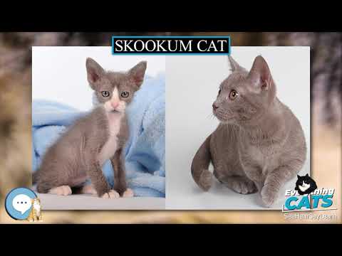 Skookum cat 🐱🦁🐯 EVERYTHING CATS 🐯🦁🐱