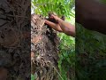 hampir kedalam #shortvideo